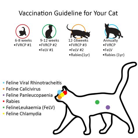 cat rabies vaccine reaction - Hwa Ragsdale