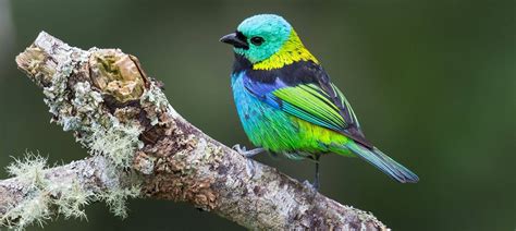 Naturetrek Wildlife Holidays - The Best of Brazil's Atlantic Rainforest