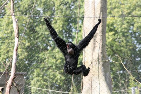 The Cabbages of Doom: Mastering Wildlife Conservation with Marwell Zoo ...