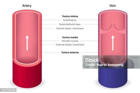 Pembuluh Darah Dengan Anatomi Arteri Dan Vena Pendidikan Kedokteran Ilustrasi Stok - Unduh ...