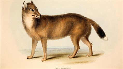 New clues may explain the mysterious origins of the Falklands wolf