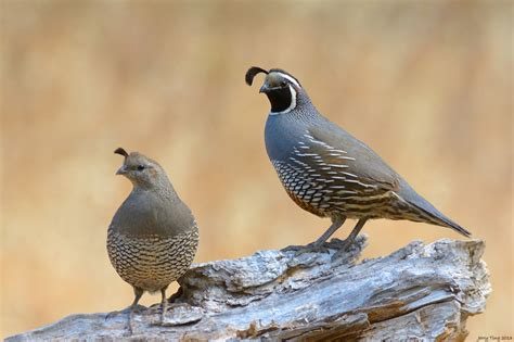 Ton of Fun: Reading Notes Part A: The Quarrel of the Quails