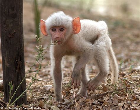 Photographer captures white baboon putting on a slick dance show in Zambia | Daily Mail Online