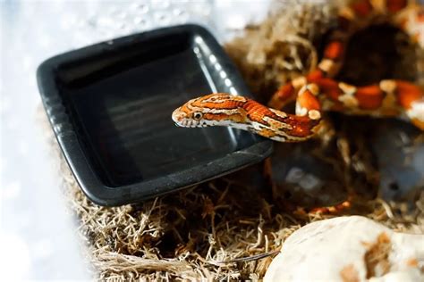 Milk Snake Care Sheet (Complete Guide) - ReptileHow.com