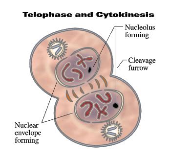 Cytokinesis - Cell Division of a Cat