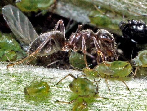 CABINET OF CURIOSITIES: Ants and Aphids