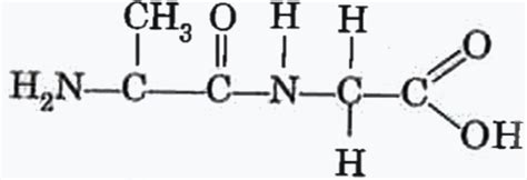 Structure Of Dipeptide