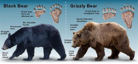 Black Bear Vs Grizzly Bear Size Difference Those that live in coastal ...