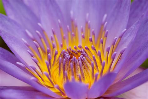 Common Lily Pad Bloom, Macro | The Motley Pixel Lens Photo R… | Flickr