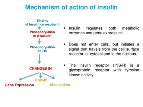 Mechanism Of Action Of Insulin Flow Chart