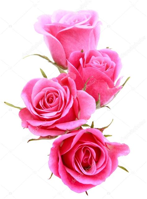 Pink rose flower bouquet Stock Photo by ©natika 36451485