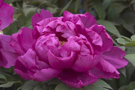 15 Beautiful Varieties of Peony