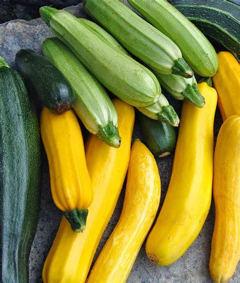 Summer Squash Planting Guide – Anderson's Seed & Garden