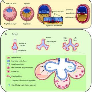 (A) During early human embryo development, the inner cell mass ...