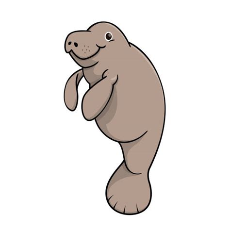 Manatee Illustrations, Royalty-Free Vector Graphics & Clip Art - iStock