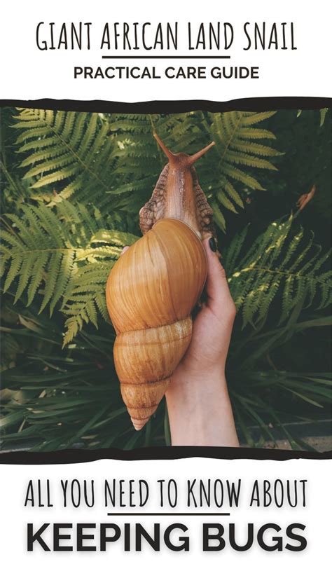 Giant African Land Snail CARE GUIDE in 2024 | Giant african land snails, Snail, Pet snails