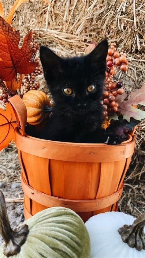 Autumn Black Cats - Halloween aesthetic - Fall leaves and pumpkins ...