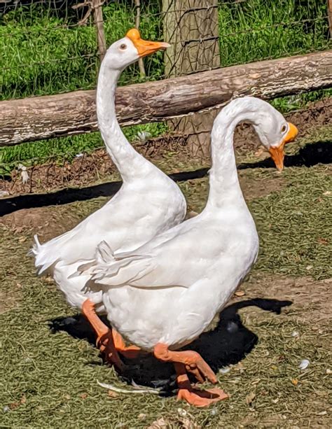 African Goose Vs Chinese Goose