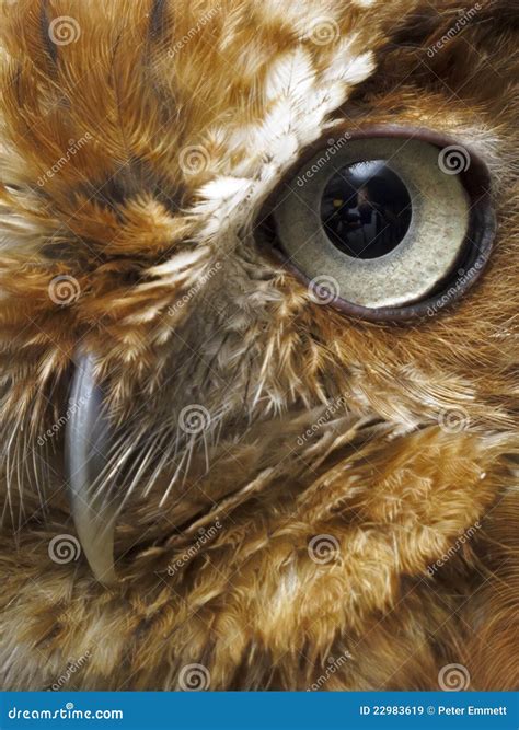 Eye and beak of brown owl stock image. Image of perch - 22983619