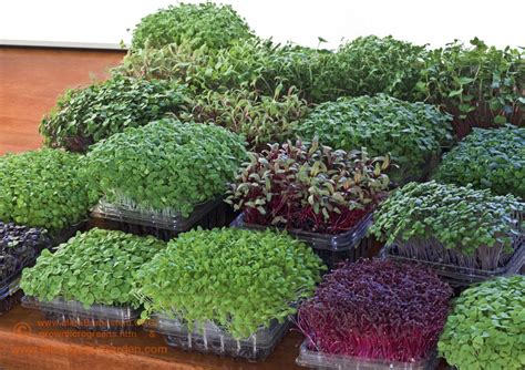 Micro Garden | Indoor vegetable gardening, Microgreens garden, Growing microgreens