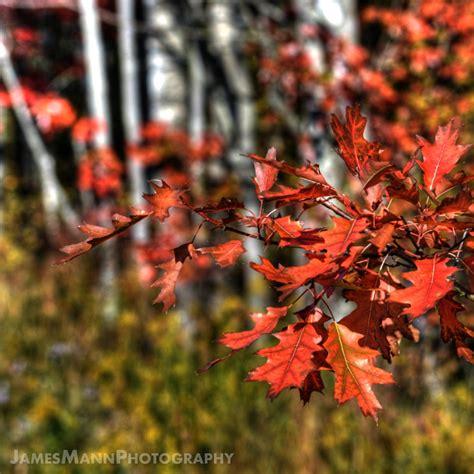 Autumn Coloured Oak Leaves | Love seeing oak leaves go from … | Flickr