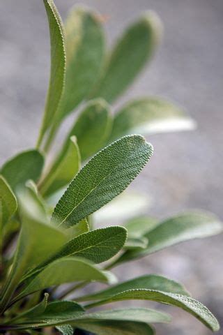 The Best Sage Varieties and How to Care for Them