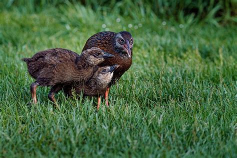 Weka Bird Walking On White Rocky New Zealand Path Stock Photo - Image ...