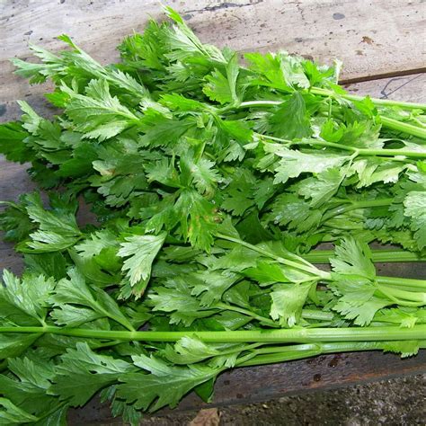 Daun Sup (Chinese Celery Leaves) +/-100g | MyGroser