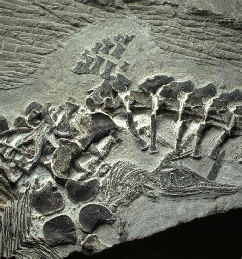 Ancient reptile birth preserved in fossil | Fossils, Dinosaur fossils ...