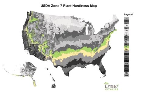 USDA Zone 7: Where is it? What to Plant? Tips to Success