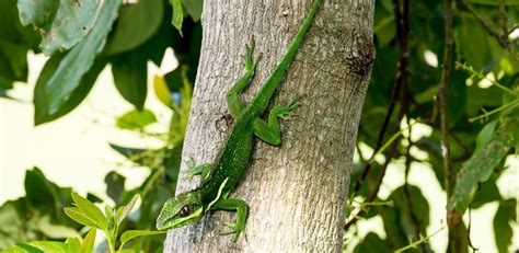 How to Care for Your Cuban Knight Anole | Reptile Supply