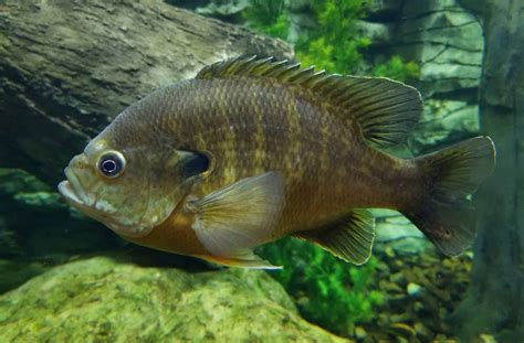 Bluegill (Lepomis macrochirus): The Ultimate Guide - Fish Laboratory