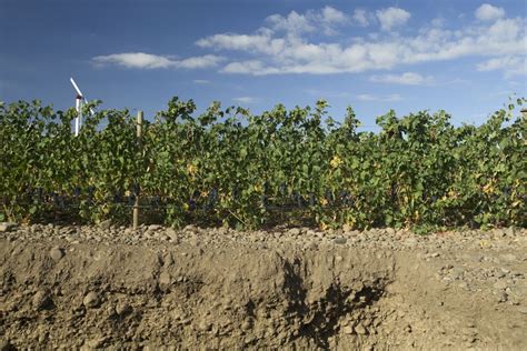 Alluvial Soil (1024 x 683) | Types of soil, Soil, Vineyard