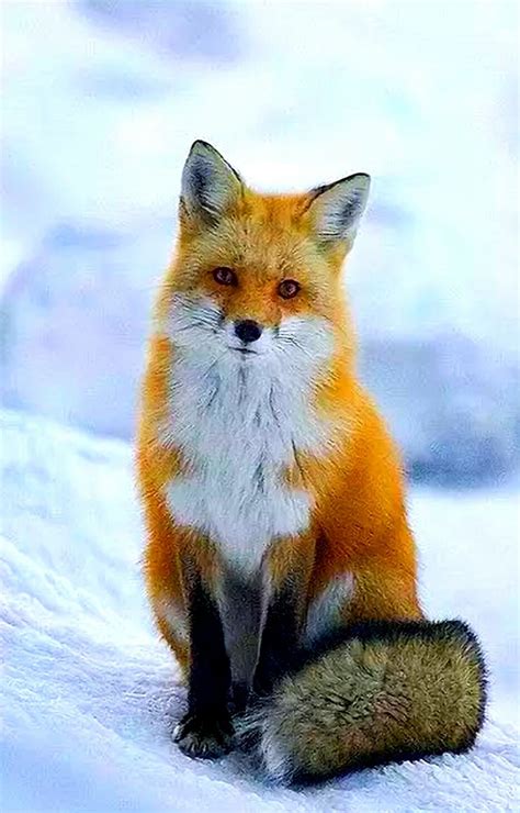 Pin by Hahiffa Garcia on Мир животных | Animals beautiful, Pet fox, Animals