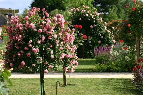 Fotos gratis : árbol, flor, césped, verano, Rosa, patio interior, botánica, flora, arbusto ...