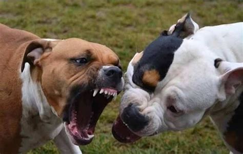 American Pitbull Attacks