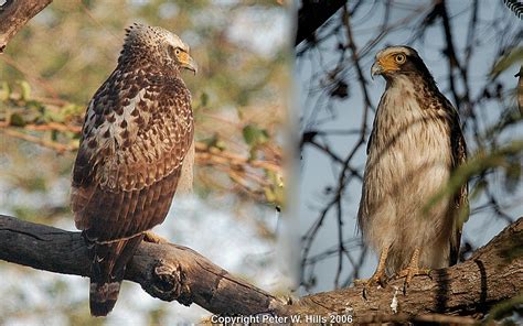 Eagle Crested Serpent (Spilornis cheela) juvenile - India - World Bird ...