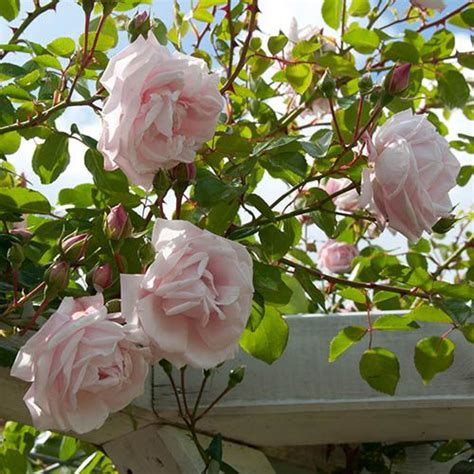 Rose Climbing New Dawn 3L-4L pot | YouGarden