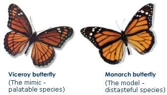 Mimicry - DragonflyIssuesInEvolution13 Wiki