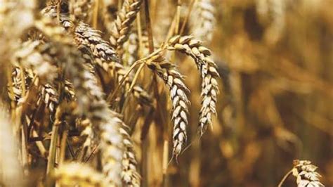 Australia: WQA 2020 Wheat Variety Master List released – Agrigate Global