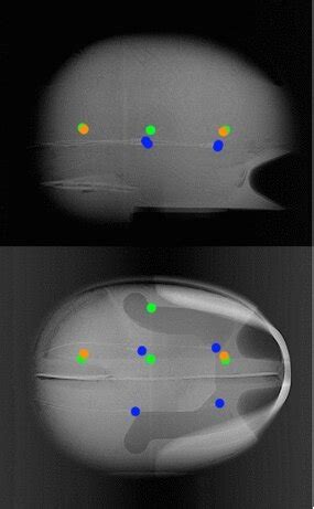 Right lateral and craniocaudal X-ray image showing the positions of ICP ...