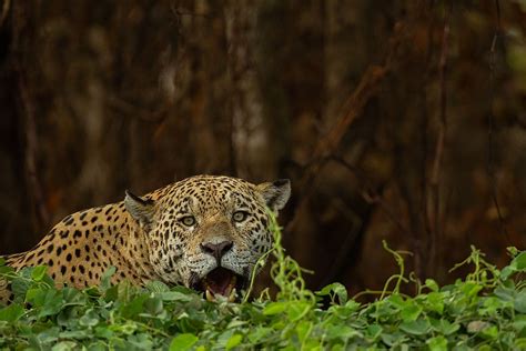 Wildfires And Habitat Loss Are Killing Jaguars In The Amazon Rainforest - WorldAtlas