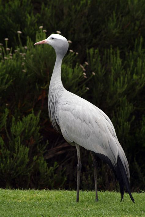 1242x2208 wallpaper | Blue Crane, Garden Route, South Africa, one ...