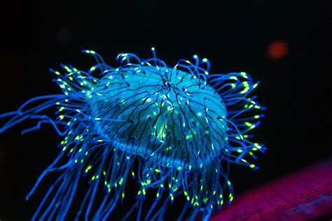 This bioluminescent jellyfish is fucking lit 🔥 : r/NatureIsFuckingLit