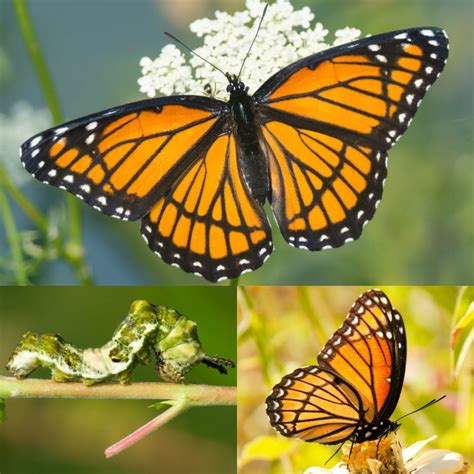 How to identify 11 common butterfly species | Butterfly species ...