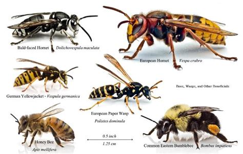 Bumble Bee Identification Chart: A Visual Reference of Charts | Chart ...