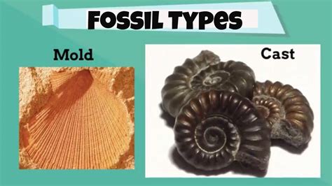 Fossil Types for beginners - YouTube