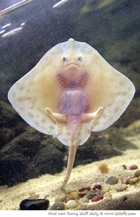 Manta Ray | Cute baby animals, Baby animals, Animals beautiful