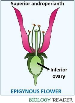 Difference Between Hypogynous and Epigynous Flower (with Comparison Chart) - Biology Reader