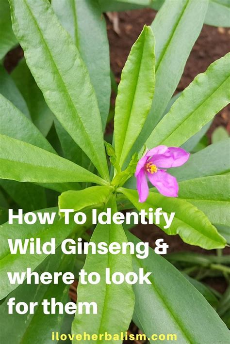 How To Identify Wild Ginseng - Discover where these wild ginsengs grow and how to identify them ...